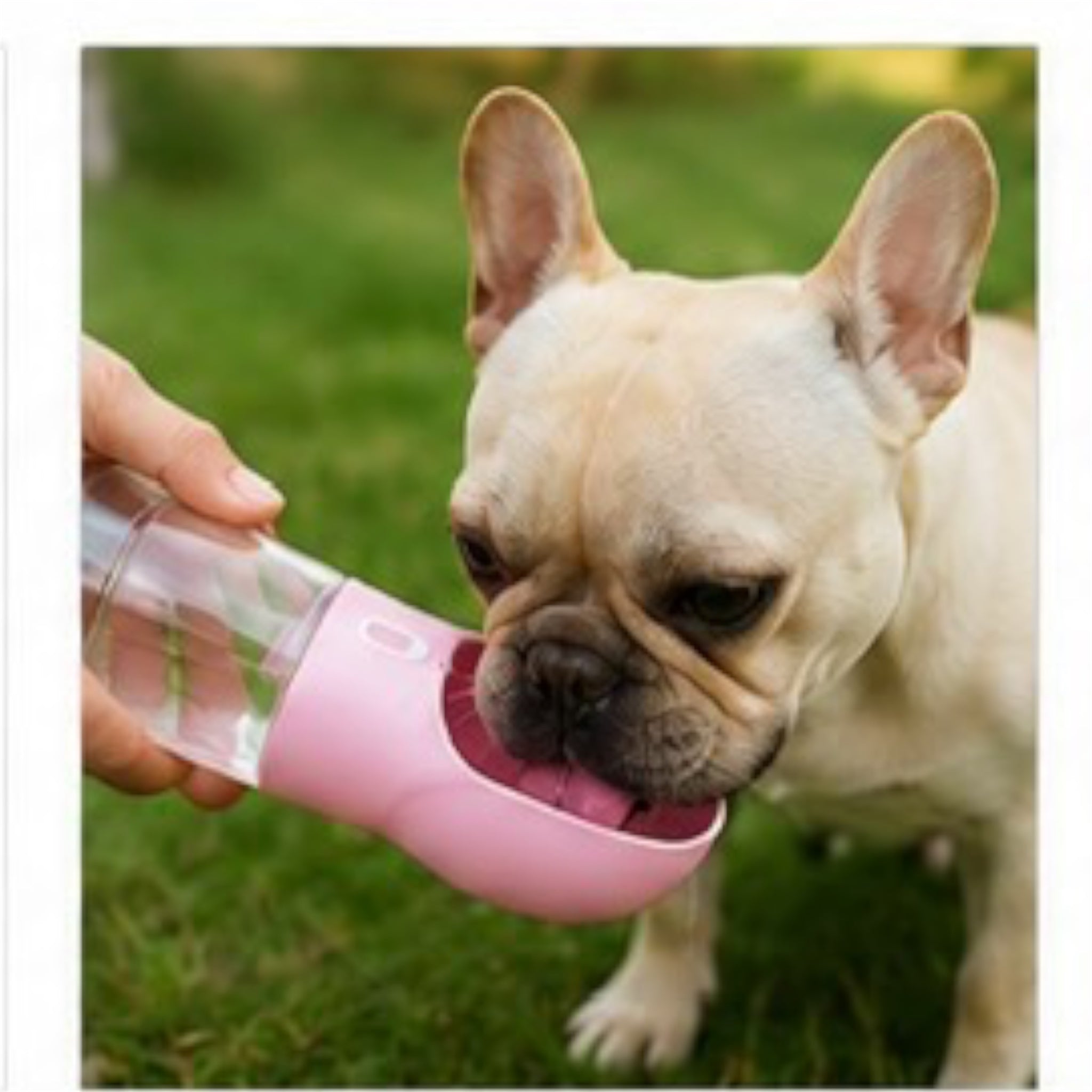 💧 Bouteille de Voyage pour Chien