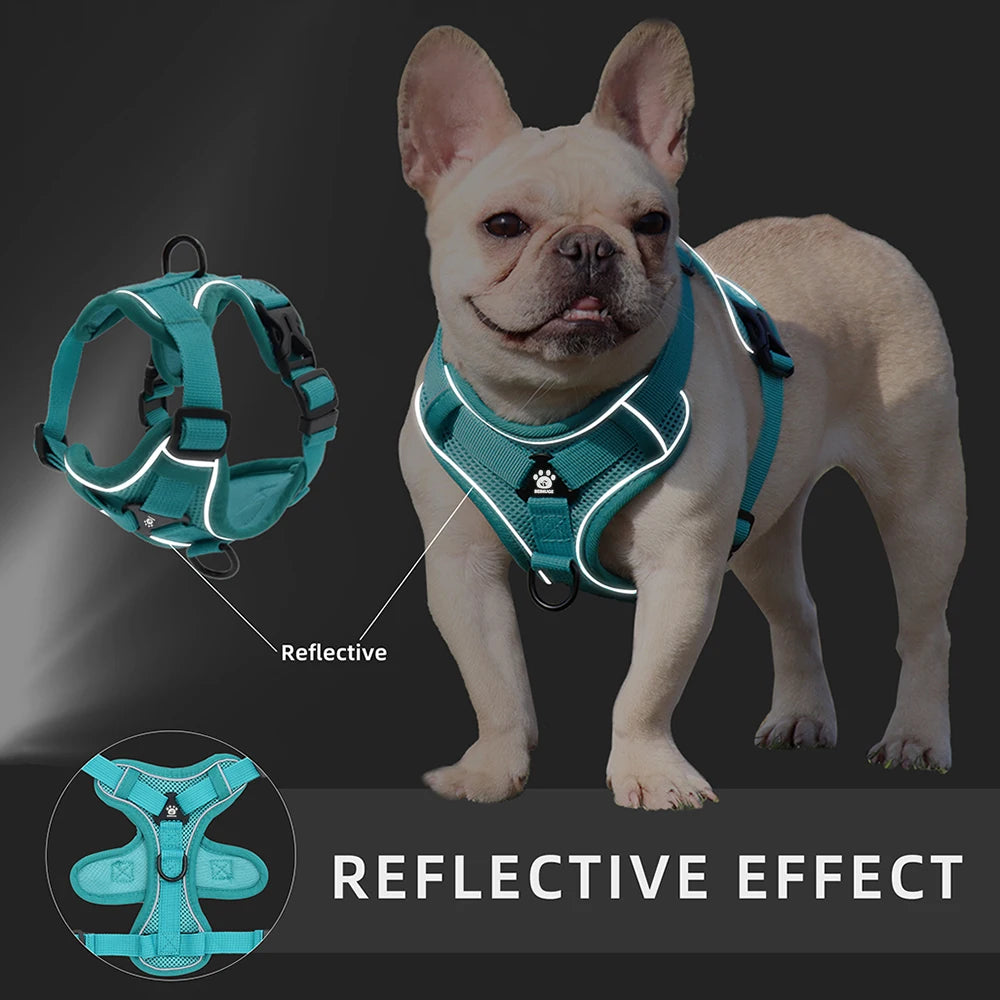 🐶 Ensemble Harnais & Laisse Premium pour Petit Chien