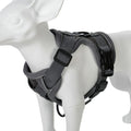 🐶 Ensemble Harnais & Laisse Premium pour Petit Chien