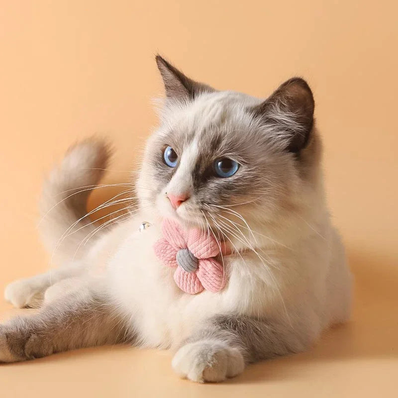 Chat portant le collier fleur