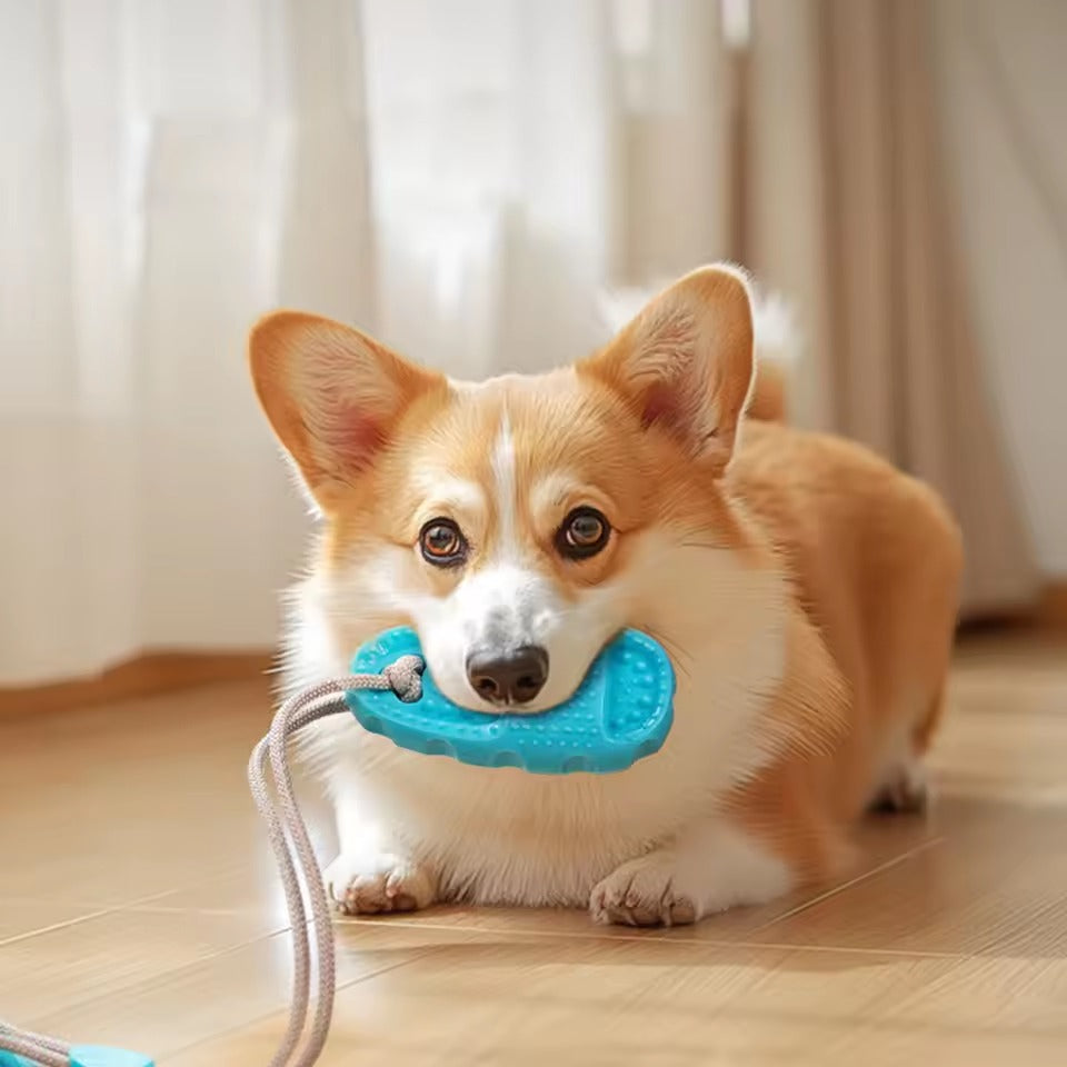 Jouet pour chien à Ventouse