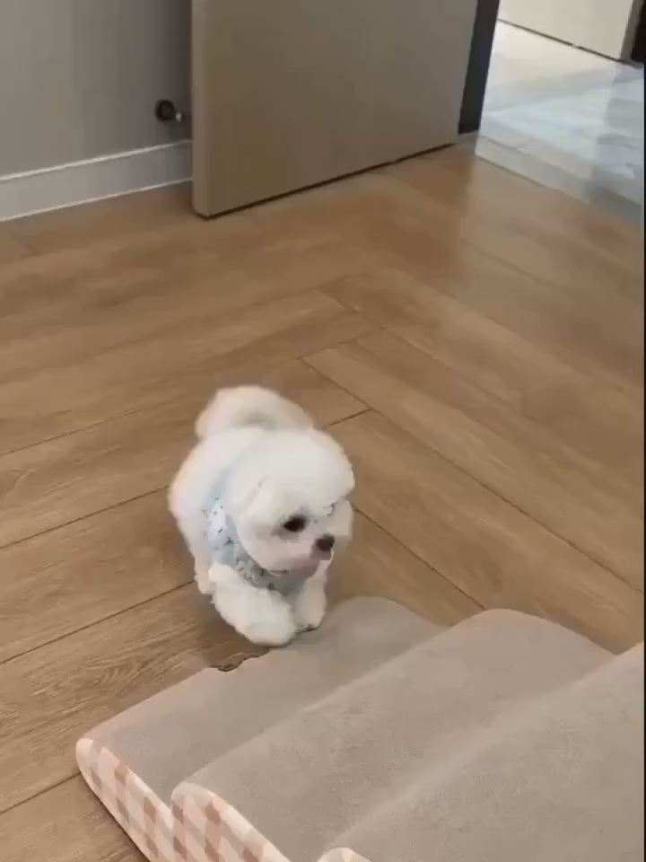 Escalier pour Chien & Chat – Mousse Haute Densité, Antidérapant, 2/3 Marches