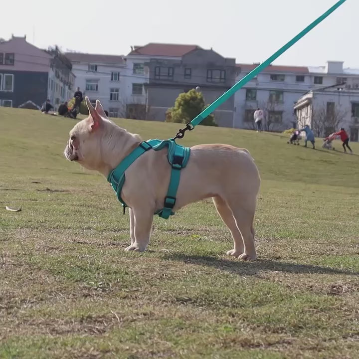 Small Dog Harness and Leash Set - Comfortable and Adjustable